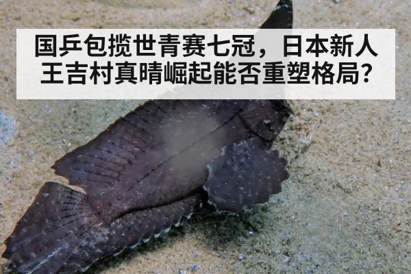国乒包揽世青赛七冠，日本新人王吉村真晴崛起能否重塑格局？